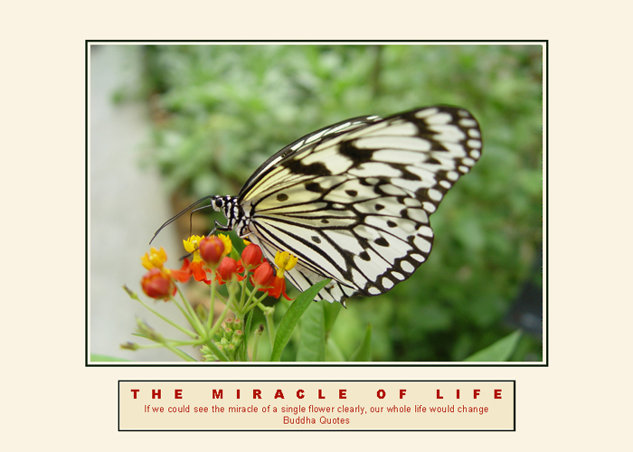 THE MIRACLE OF LIFE